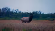 Northern Elk Chase
