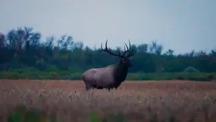 Northern Elk Chase