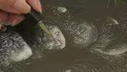 Ginger Gehres: Scratchboard Artist