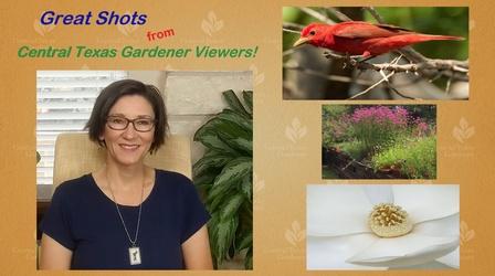 Video thumbnail: Central Texas Gardener Great Garden Shots!