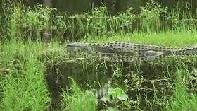 Video thumbnail: Diamonds Along the Highway Conservation Cowboys & Southeastern Guide Dogs