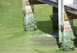 Toxic Algae: Complex Sources and Solutions - Trailer