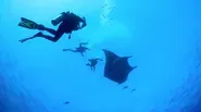 Majestic Mantas - Trailer