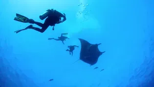 Majestic Mantas - Trailer