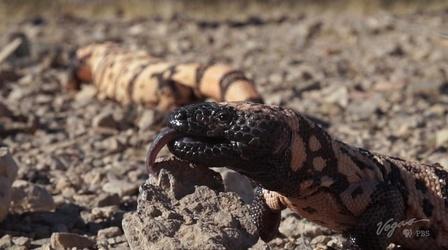 Video thumbnail: Outdoor Nevada Desert Treasures