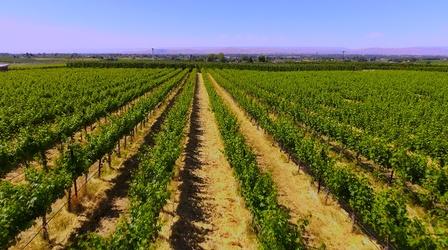Video thumbnail: Washington Grown Sustainable Vineyards