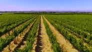 Sustainable Vineyards