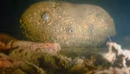 Rare Glimpse of Giant Salamander in Kentucky River