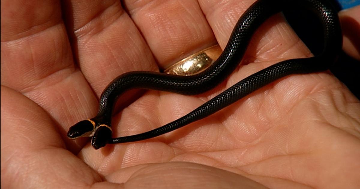 Father Thinks Snakes Are Harmless, Lets Daughter Play With Pet Python