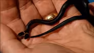 The Reptiles: Snakes