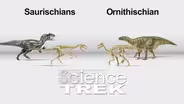 Dinosaurs: Hips