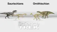 Dinosaurs: Hips