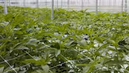 The Business of Cannabis - Preview