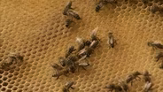 Louisiana Honeybee Research
