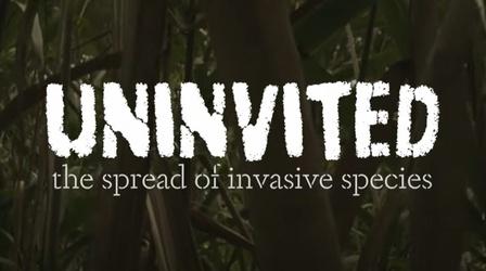 Video thumbnail: WMHT Specials Uninvited: The Spread of Invasive Species