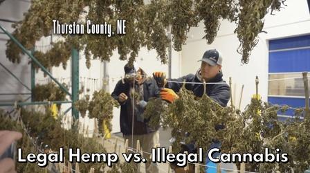 Video thumbnail: Nebraska Public Media Originals Legal Hemp vs. Illegal Cannabis