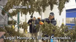 Legal Hemp vs. Illegal Cannabis