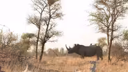 Hope for Rhinos? New Approaches to Save Endangered Species