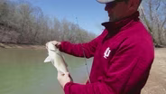 White Bass Fishing; Deer Management; Turkey Restoration
