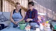 How to Propagate Lavender