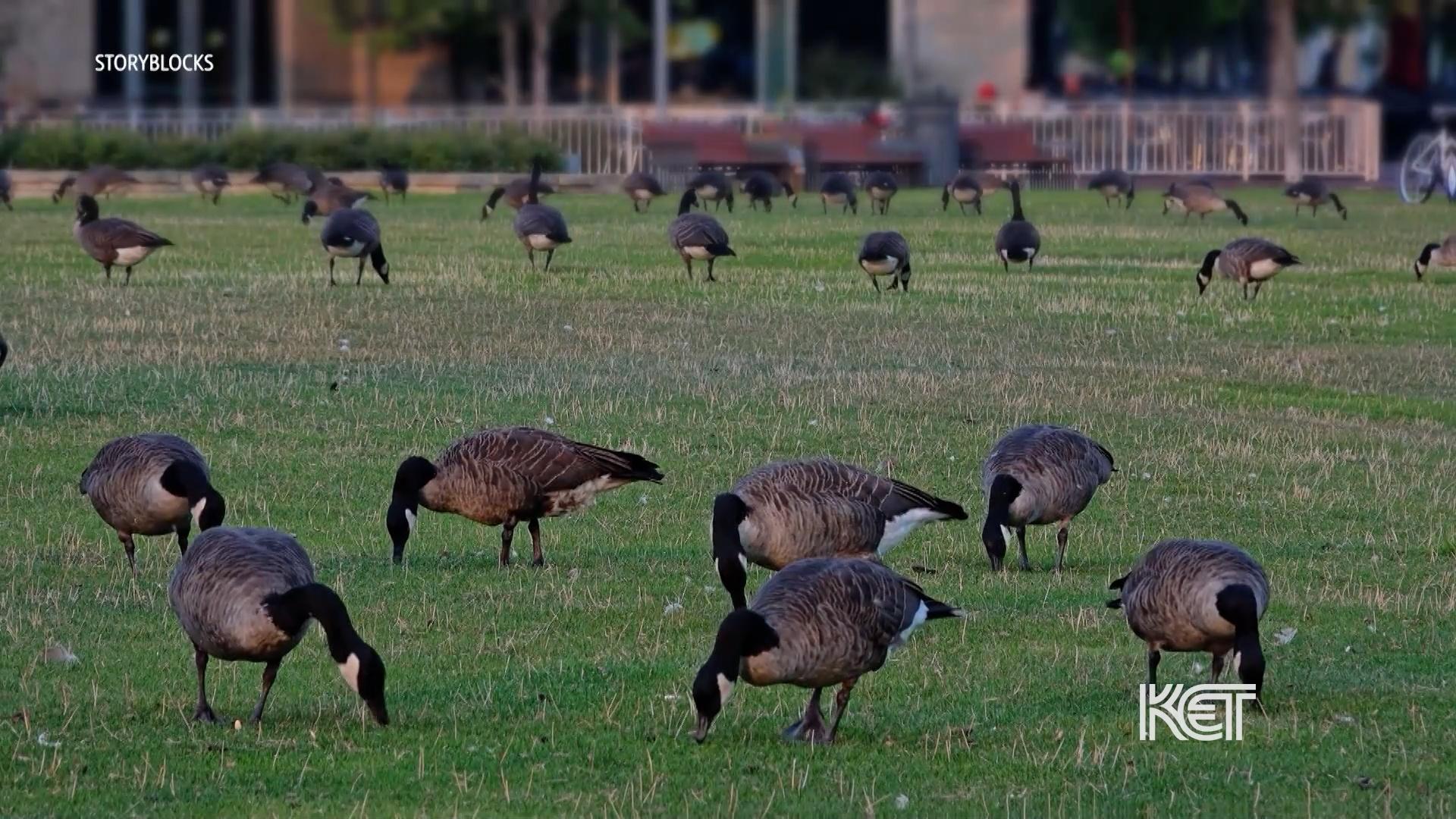 Impact Of Bird Flu In Kentucky