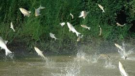 Video thumbnail: PBS NewsHour Midwest fights to keep Asian carp out of the Great Lakes