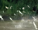 Midwest fights to keep Asian carp out of the Great Lakes