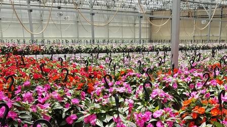 Video thumbnail: Maryland Farm & Harvest Episode 604
