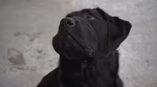 Training Working Dogs