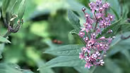 Citizen Science Story: The New York Botanical Garden