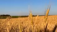 Amber Waves