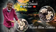 Trailside Aliens: Earthstars