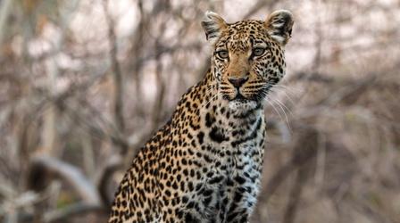 Video thumbnail: Nature Mama Leopard Uses Sausage Tree to Hunt