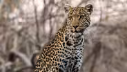 Mama Leopard Uses Sausage Tree to Hunt