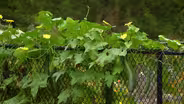 Clippings: Specialty Gardens