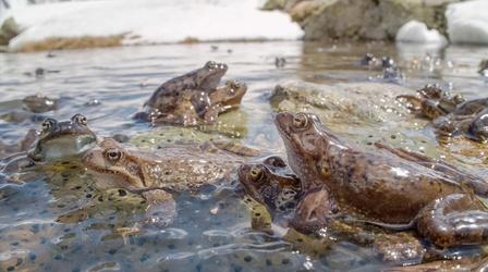 Video thumbnail: Nature Annual Alpine Frog Orgy