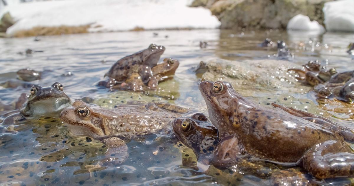 Nature | Annual Alpine Frog Orgy | Season 39 | Episode 7