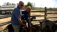 Goat Farm