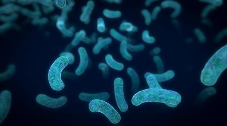 Video thumbnail: NOVA Six Microbes Living in You