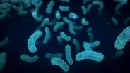 Six Microbes Living in You