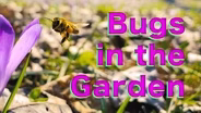 Bugs in the Garden