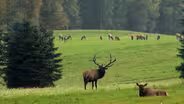 Elk Country