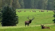 Elk Country