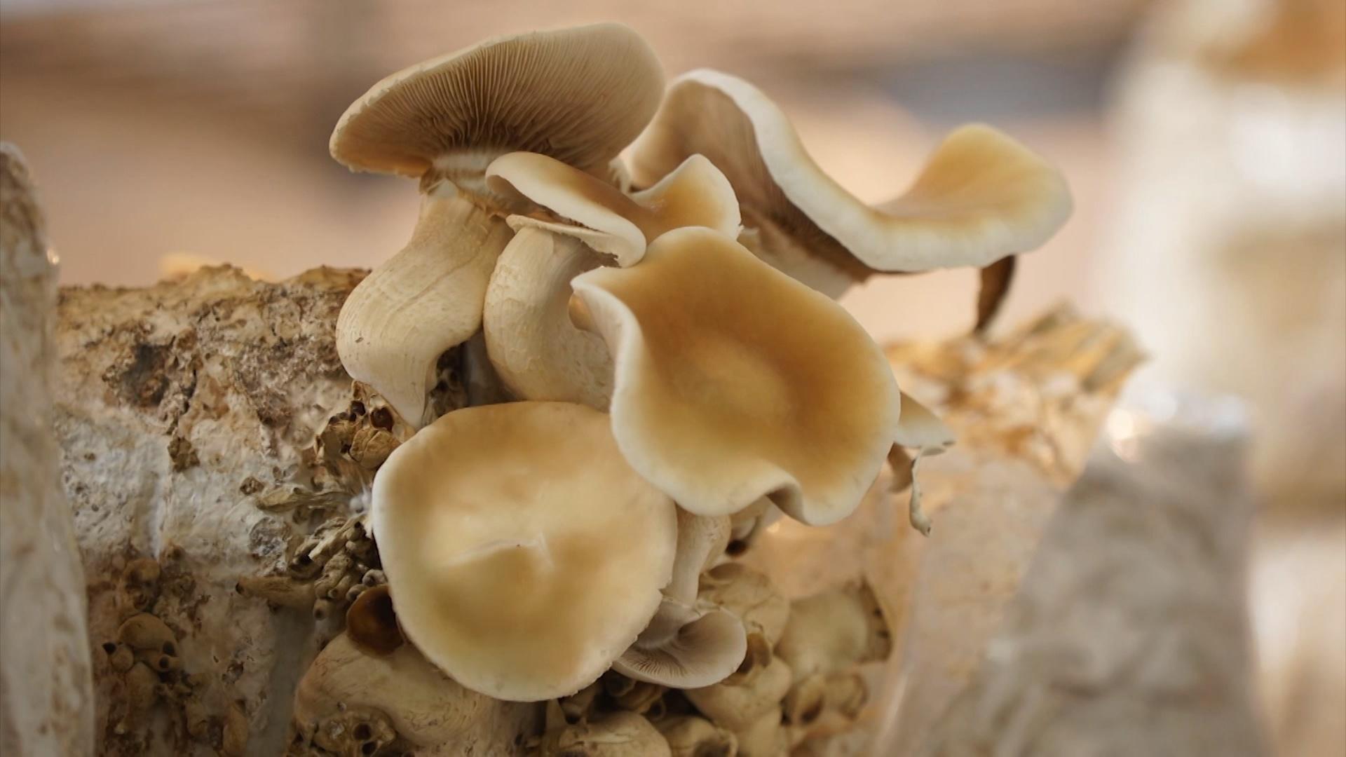 Mushrooms growing out of some tree bark.