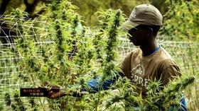 Video thumbnail: Basic Black Cannabis Equality