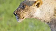 Hungry Lions Battle A Crocodile for a Meal