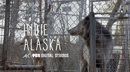 Video thumbnail: Indie Alaska We are the Wolf Pack | INDIE ALASKA