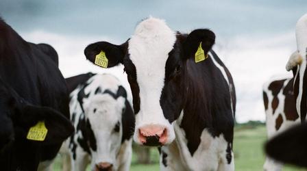Video thumbnail: Our Land: New Mexico’s Environmental Past, Present and Future Dairy Cows Euthanized