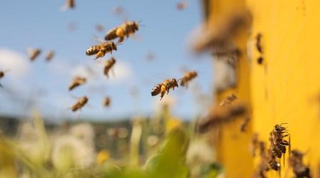 Video thumbnail: PBS NewsHour A nonprofit's sweet plan for reclaiming vacant Detroit lots