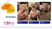 07/18/2024 | Apple, Millie and Kenny | Mark's Furry Friends